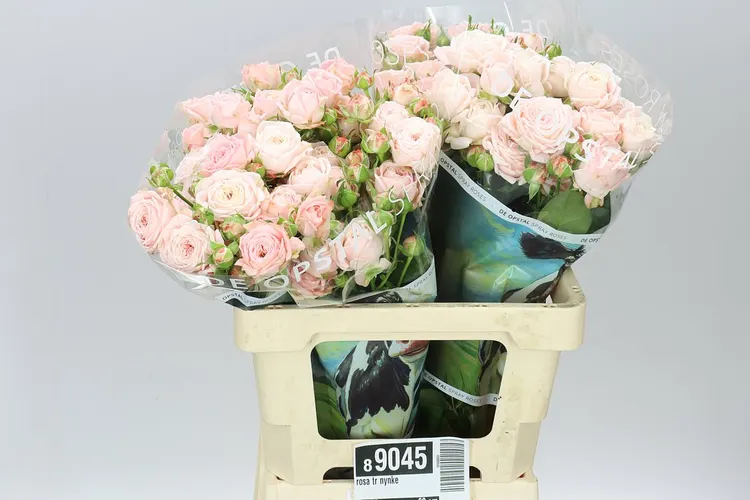 Rosa Tr Nynke 60 cm