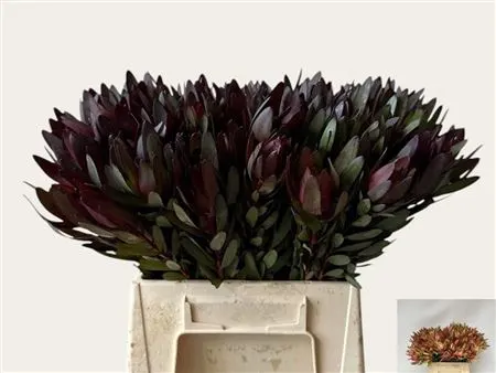 Leucadendron Safari Sunset 45 cm