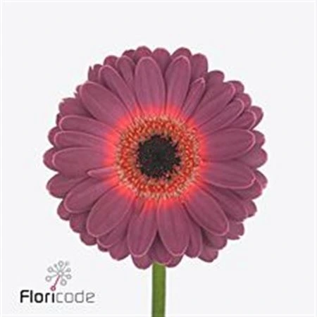 Germini Purple Wonder 45 cm