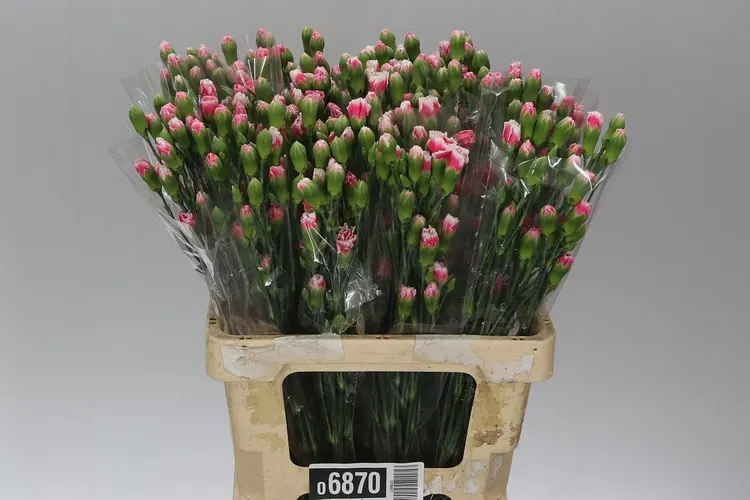 Di Tr Cherry Tessino 65 cm