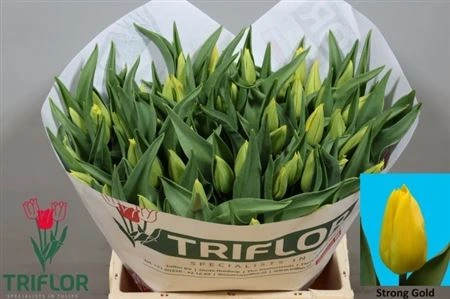 Tulipán jednoduchý Strong Gold 42 cm