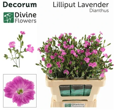 Di Raffine Lavender 60 cm