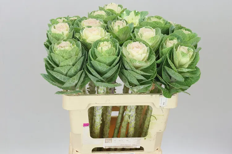 Brassica White Crane 60 cm
