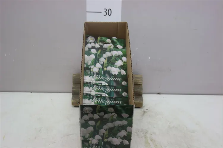 Bol Leucojum Aestivum X10