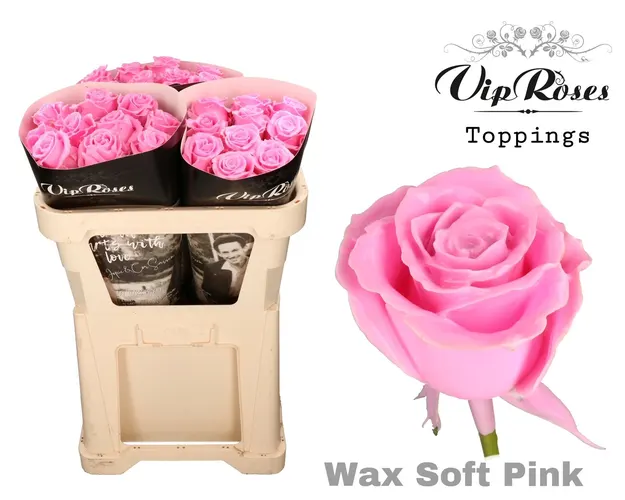 Ruža Wax Soft Pink X30 998 70 cm