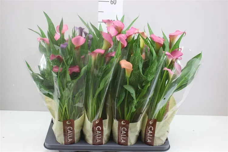 Zant Gemengd črepník 13 cm