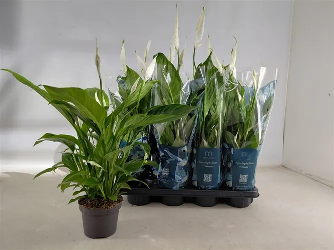 Spathiphyllum Strauss črepník 13 cm
