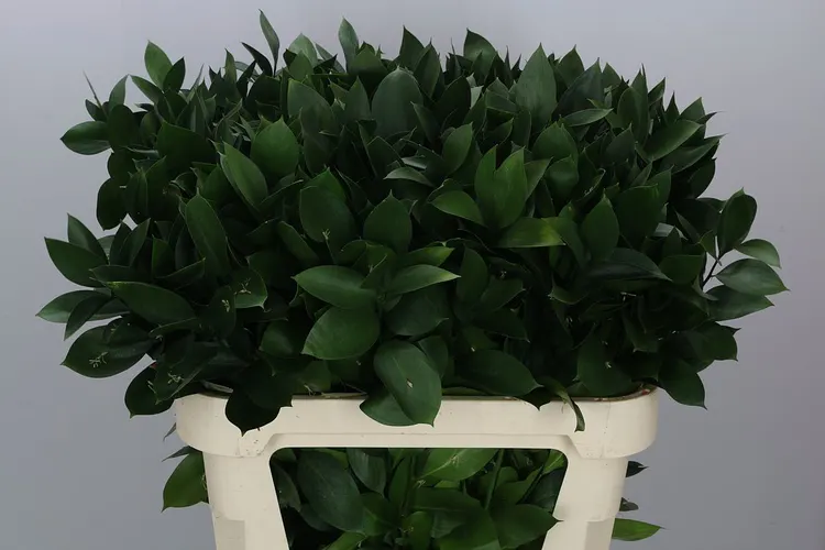 Ruskus Groot In The Box X1000 80 cm