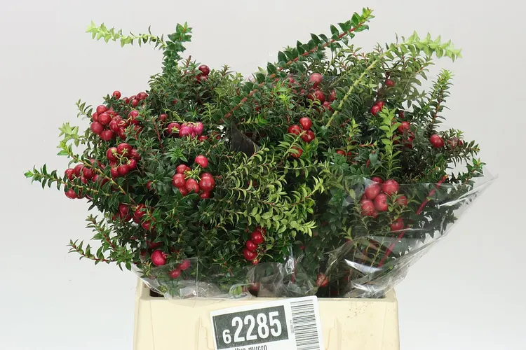 Pernettya Mucro 40 cm