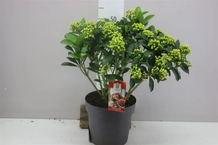 Skimmia J Pabella Bes 10+ črepník 23 cm