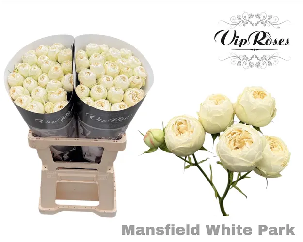 R Tr Mansfield White Park 60 cm