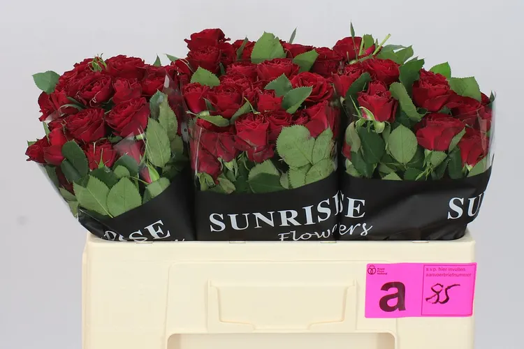 Rosa Tr Red Trendsetter 50 cm