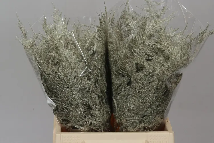 Asparagus 1e Veren Platina 45 cm