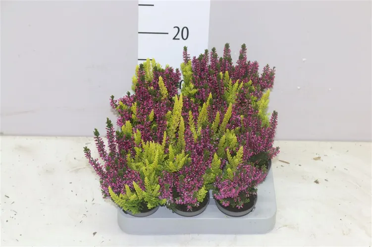 Calluna Beauty Ladies Mini Twins črepník 6 cm