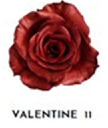 Ruža farbená Valentine 11, Ekvádor 50 cm