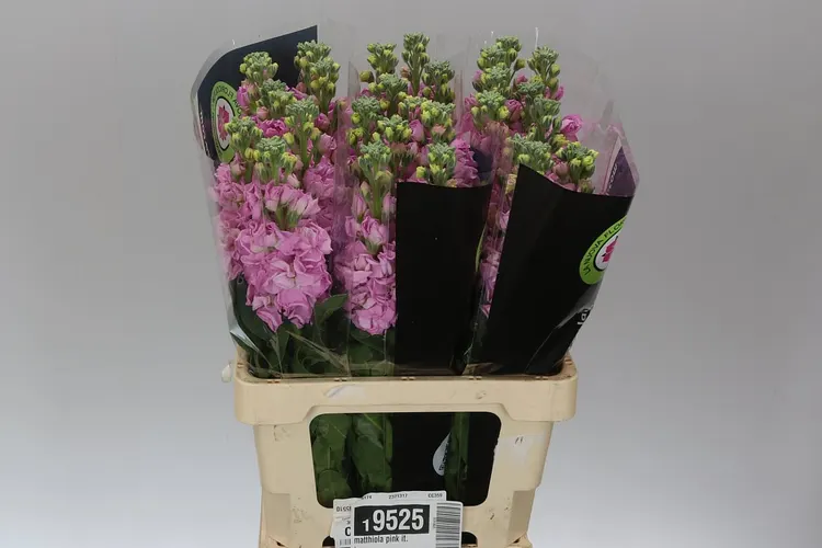 Matthiola Pink Imp 55 cm