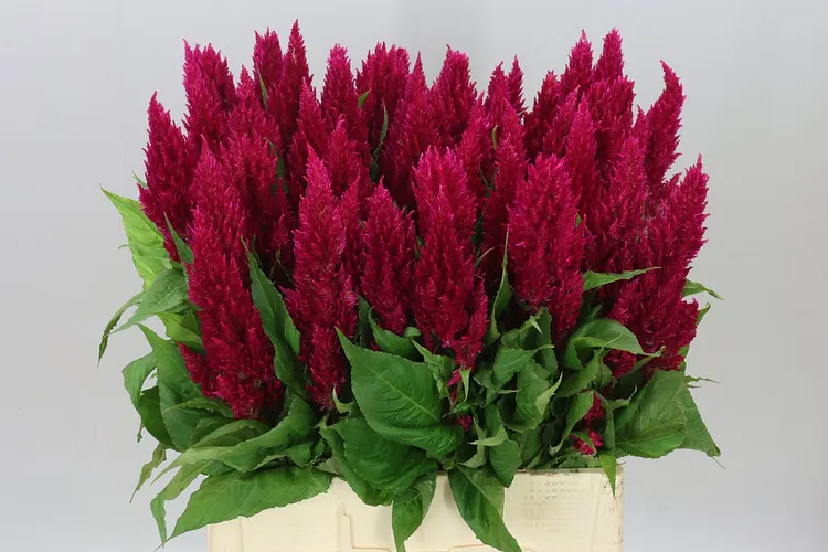 Celosia P Century Paars 65 cm