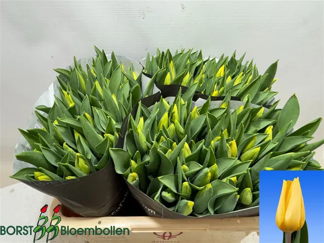 Tulipán jednoduchý Strong Gold 40 cm