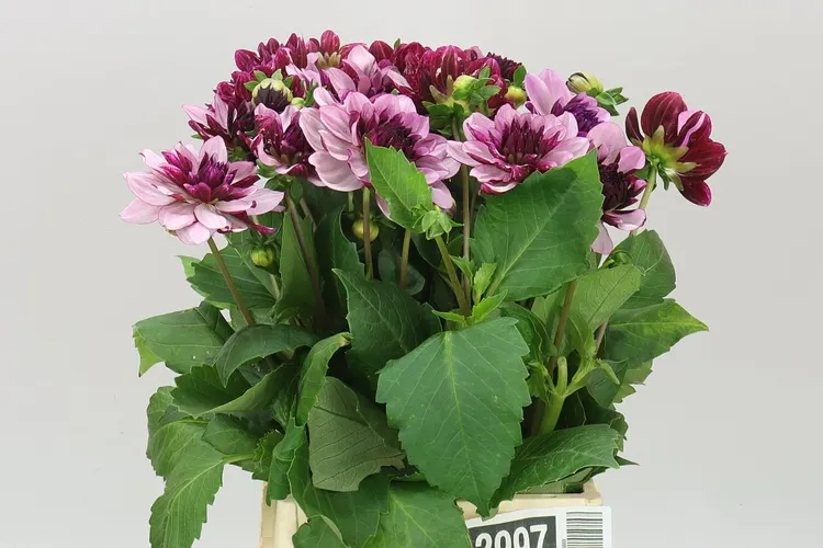 Georgína Creme De Cassis 40 cm