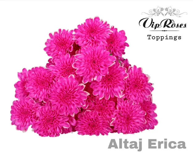 Chryzantéma trsová Altaj Erica 65 cm