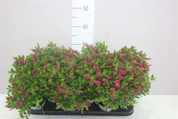 Hebe All Blooms Arona črepník 10,5 cm