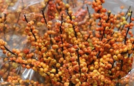 Ilex Cresgold 80 cm
