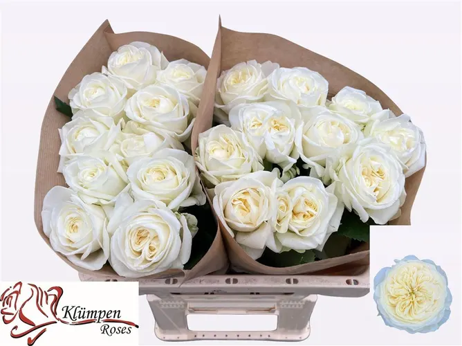 Rosa Gar Chic White! 50 cm