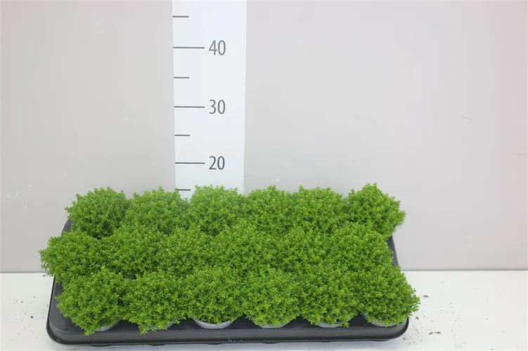 Hebe Green Globe črepník 9 cm