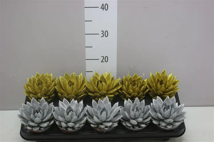 Echeveria Gold / Silver + Glitter črepník 10,5 cm