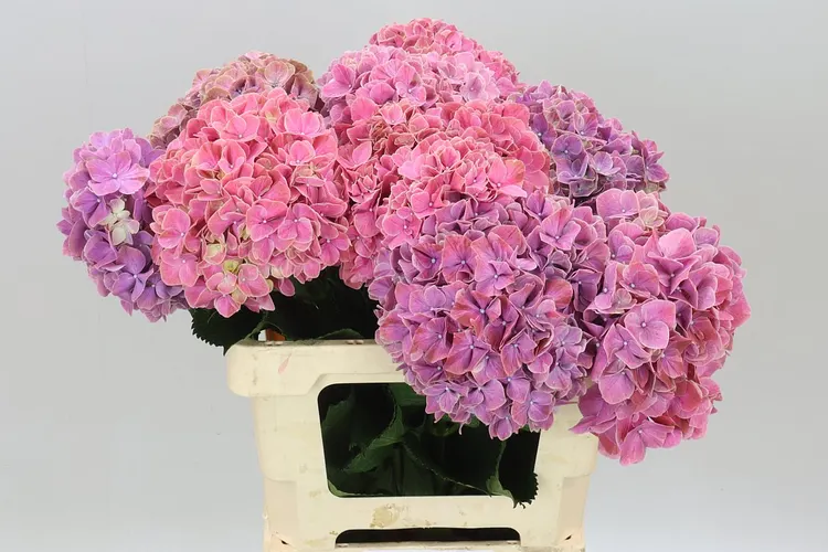 Hyd Sweet Ruby 60 cm