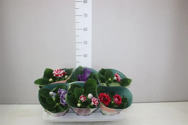 Sinningia Brocade mix črepník 12 cm