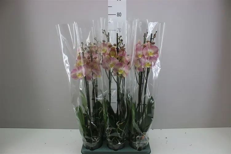 Orchidea Phalaenopsis Rainbow, 2 výhony črepník 12 cm