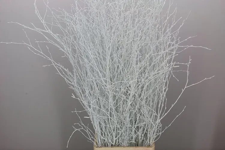 Berk White 120 cm