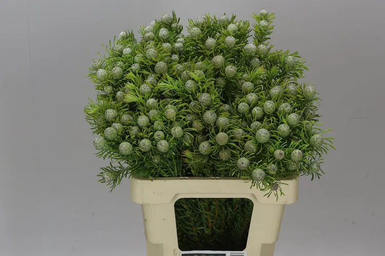 Exotické kvety (Exotics)