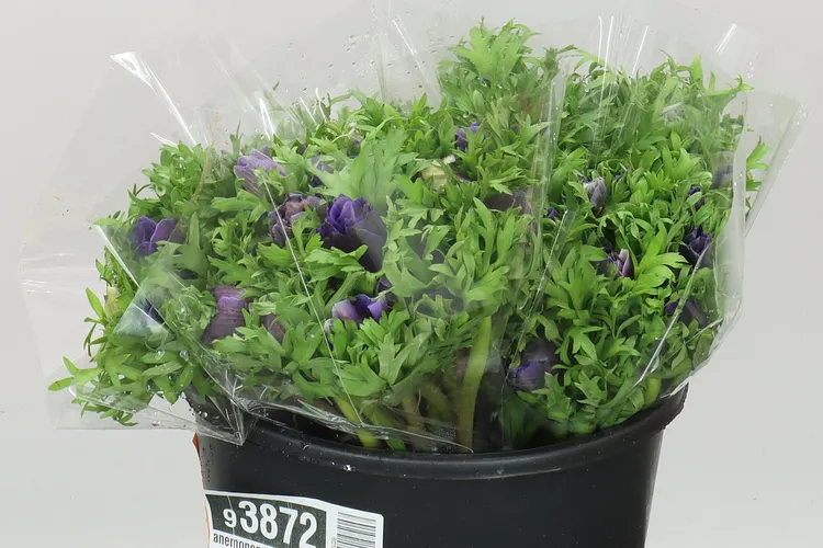 Anemonen Mistral Blue 40 cm