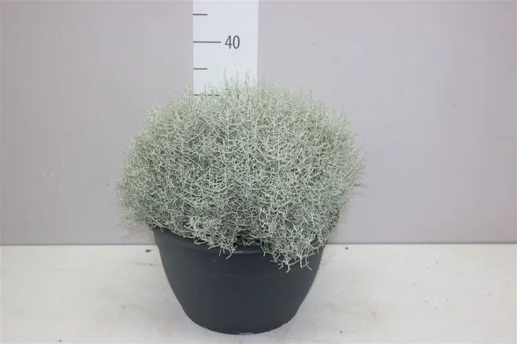 Calocephalus Xl črepník 30 cm