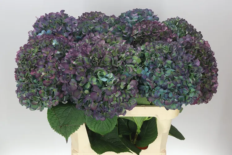 Hydrangea Pimpernel Classic 80 cm