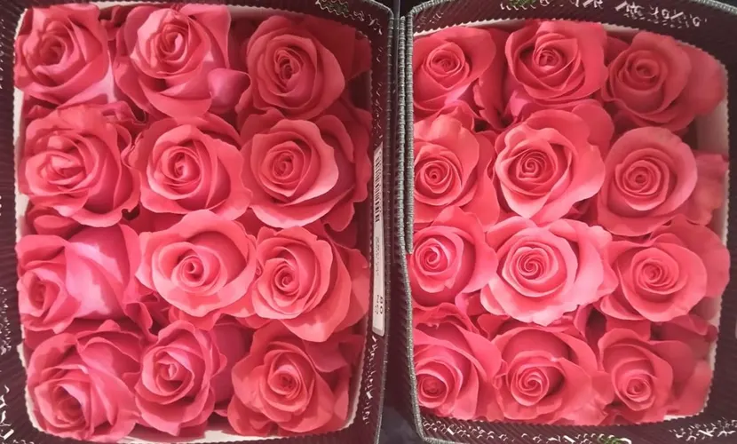 Rosa Gr Ec Pink Love 40 cm