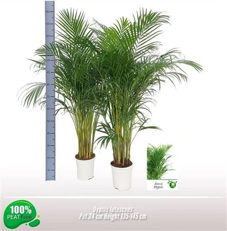 Chrysalidocarpus Areca črepník 24 cm