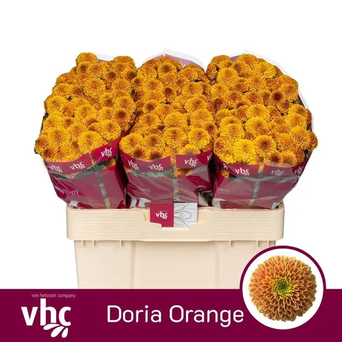 Sant Doria Orange 55 cm
