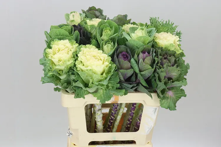 Brassica Mix 60 cm