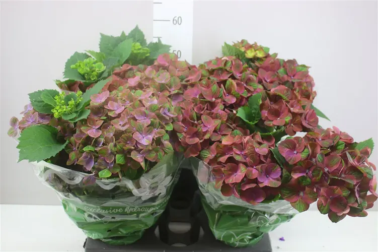 Hydrangea Purple Green 5-6 črepník 14 cm