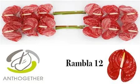 Anth Rambla