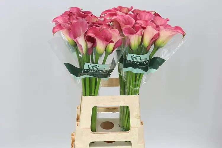 Zant Capt Romance 70 cm