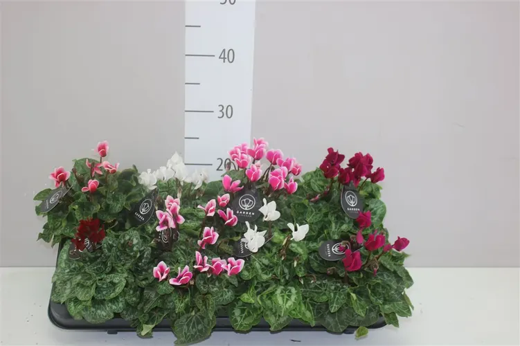 Cyclamen Kl Patio Gemengd črepník 10,5 cm