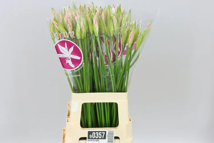 Nerine Bo Sofie 70 cm