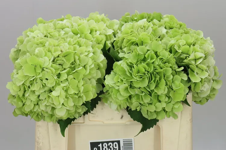 Hyd Verena Green Lime Classic 50 cm