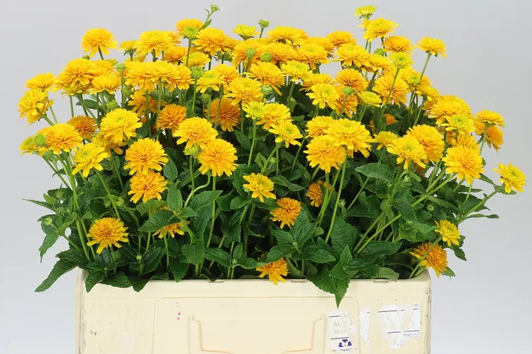 Heliopsis Helianthoides Asahi 60 cm