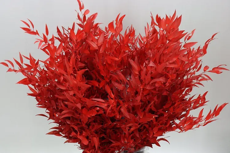 Ruscus Long Red 80 cm
