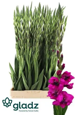 Glad Mystic Magen 120 cm
